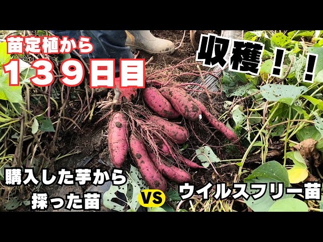 苗定植後139日目のサツマイモの収穫【購入した芋から採った苗