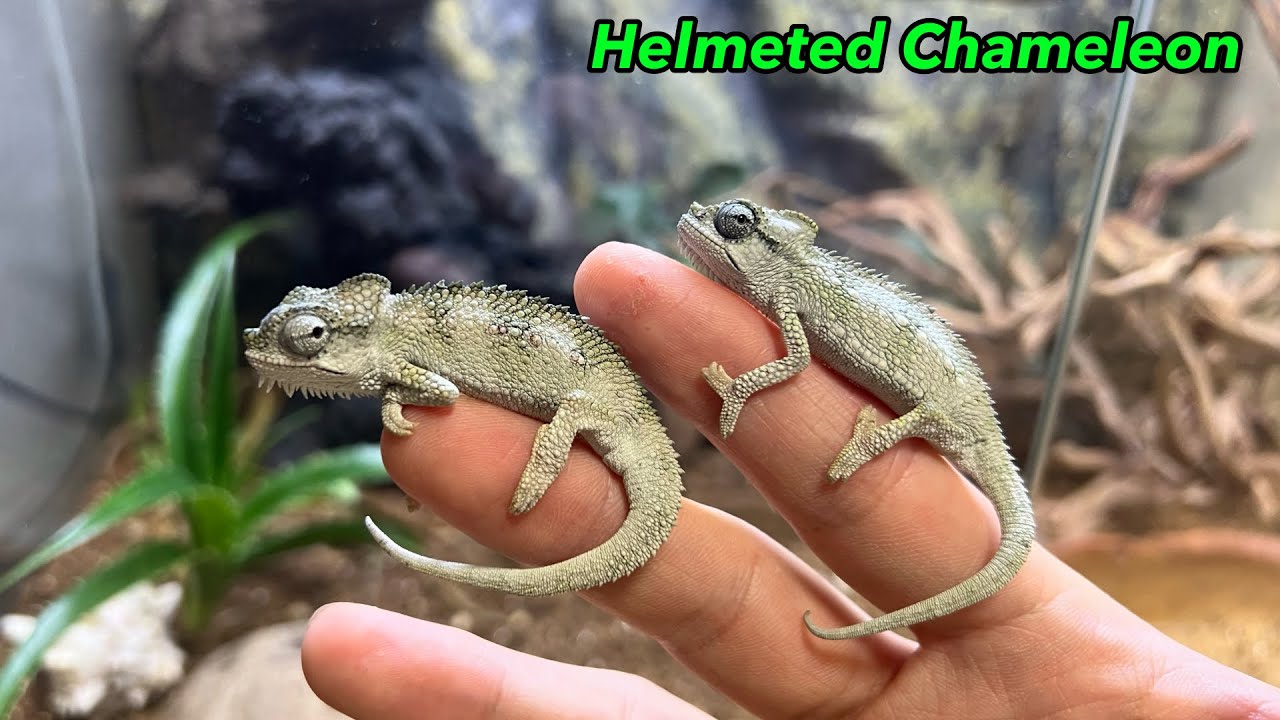 その他 Swedish Chameleon SC3 Tiny How to keep a small chameleon