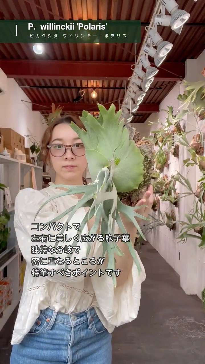 ビカクシダ #ポラリス #willinckii #polaris #platycerium