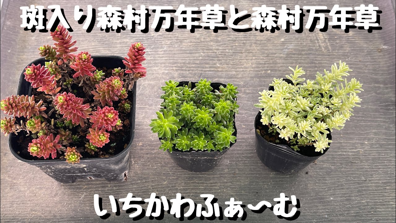 斑入り森村万年草と森村万年草 - YouTube