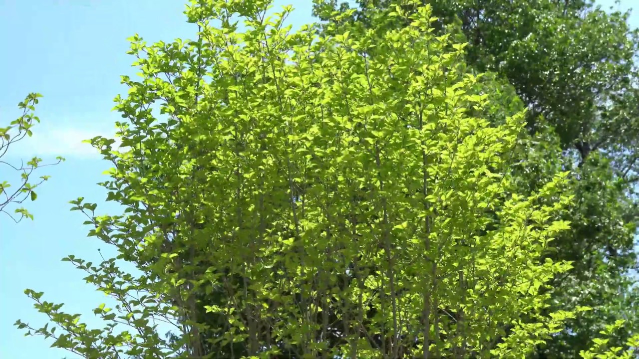 4K] アオハダ山採り自然樹形立ち性・#落葉樹シンボルツリー - YouTube