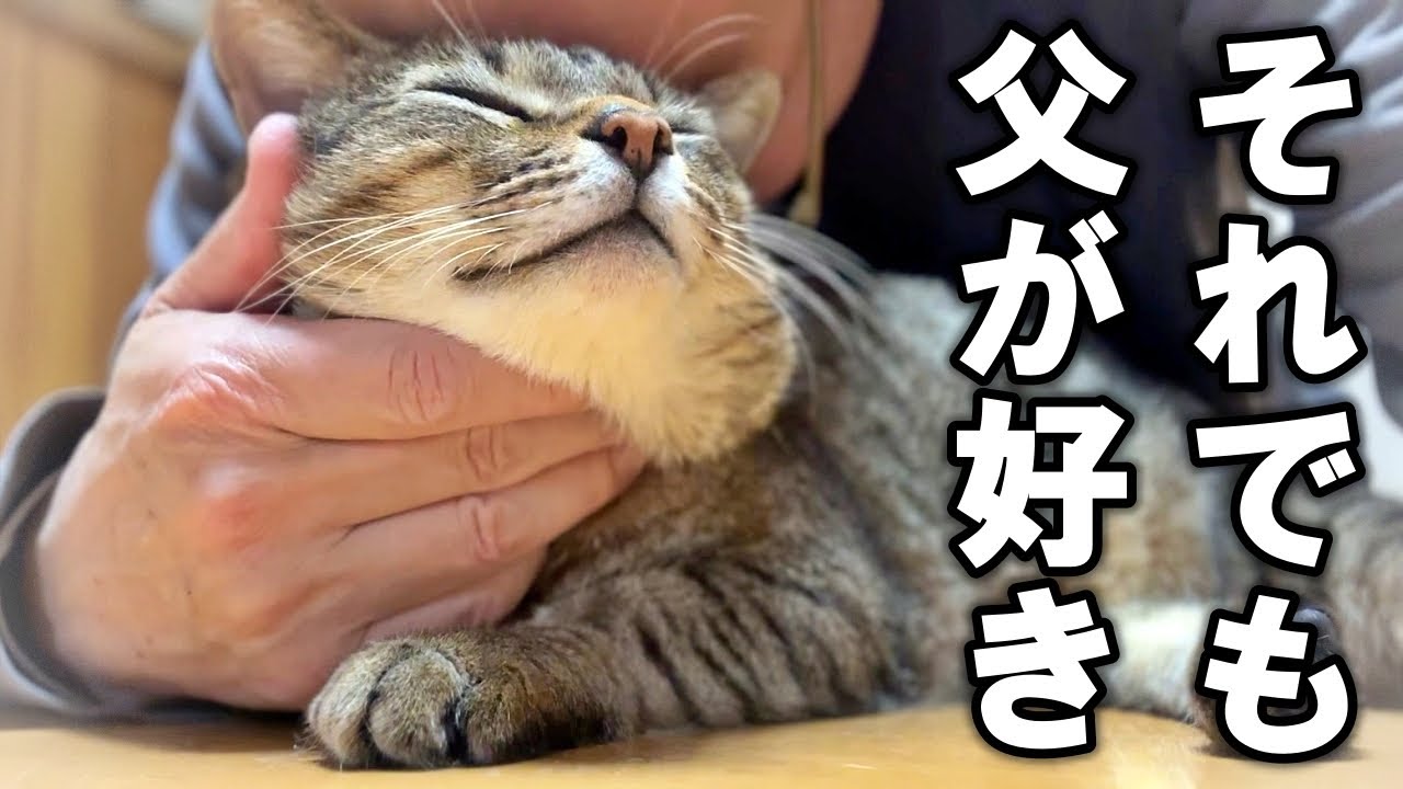 Summer, former stray cat Pisuke becomes a cat - YouTube