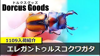 Introducing 12 new stag beetles arriving between November 1st and