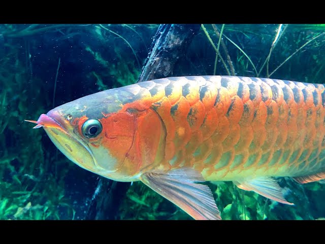 アジアアロワナ Asian arowana Scleropages formosus - YouTube