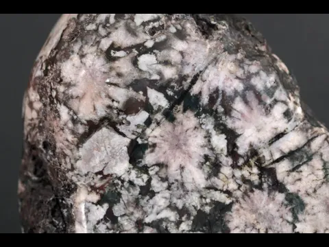 根尾谷産 菊花石 242g｜国産 原石 通販 キラリ石