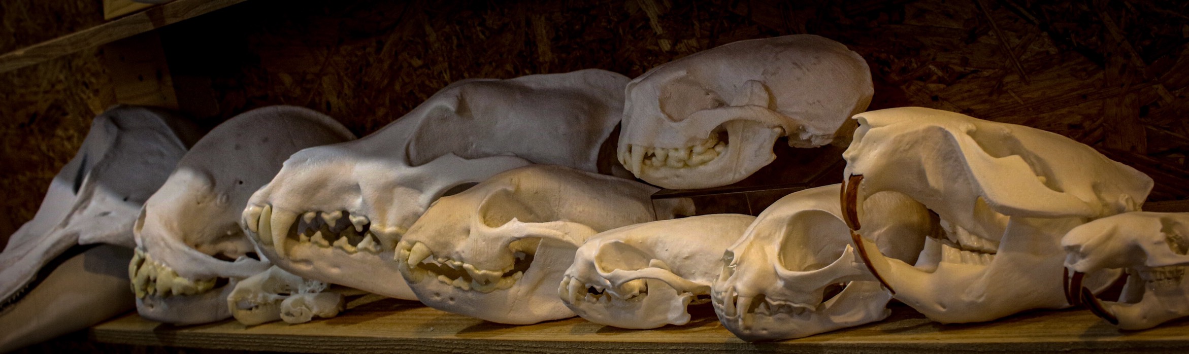 世界の博物館の骨格標本と レプリカ | アンフィ合同会社 ＆ レプリカを