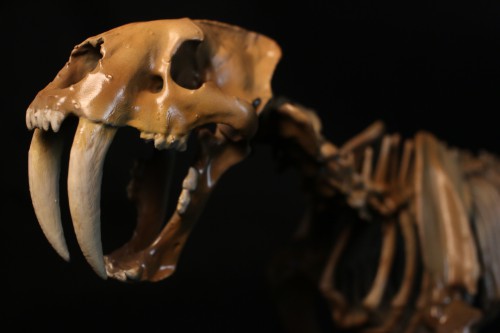 piro様】ジュラシックパーク 美術品 頭骨,恐竜~サーベルタイガー