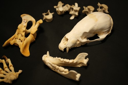 ツキノワグマ の全身骨格を3D化してレプリカを製作したので報告します