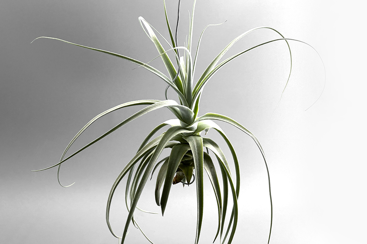 お部屋の主役になれるエアプランツ【チランジア・ストラミネア 】育て