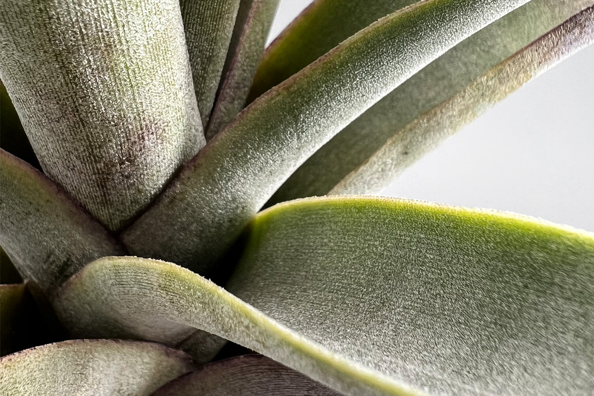 灰銀の希少巨種チランジア・ミマ・ミマ【Tillandsia mima var. mima