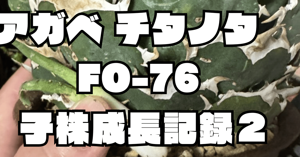 アガベ】チタノタ FO-76 親株から子分け2 成長記録と育て方