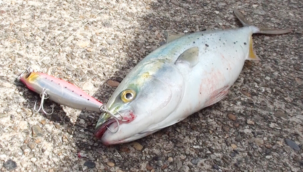 水面下皮一枚】表層を意識するも出きらない青物を引っ張り出す！究極の