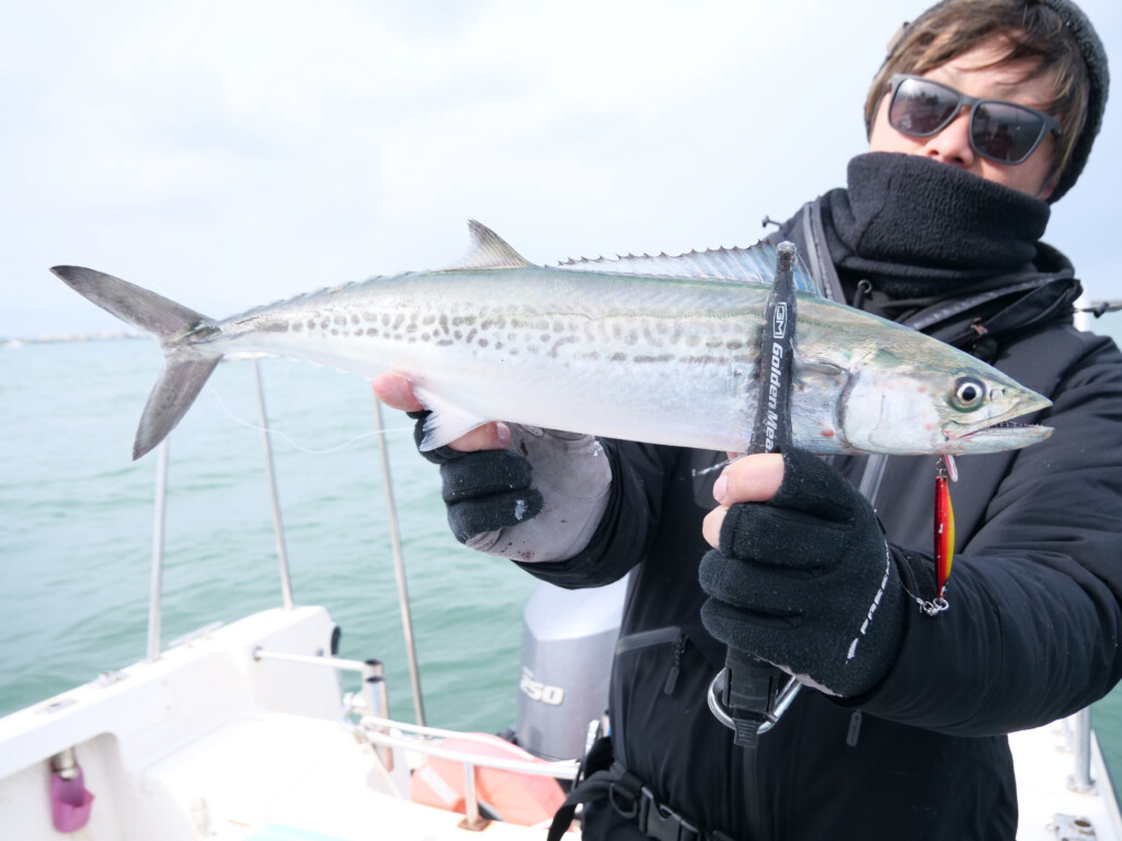 ジャックアイ】新潟東港・サワラスピンでサゴシ祭！ ジャーキングで