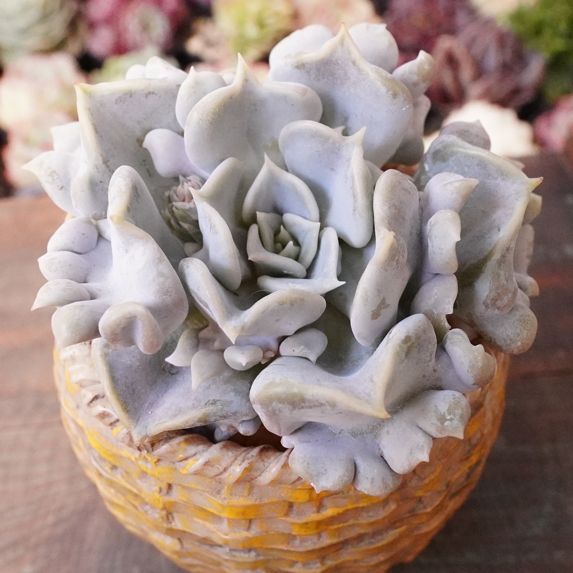 スリラーパール | E-TANIKU（イータニク）