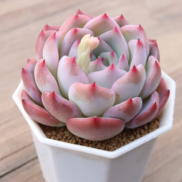 キャラリアン】の紹介ページ｜E-TANIKU（イータニク）