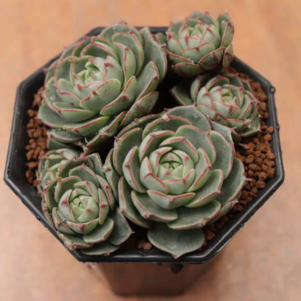 1_000000051942.jpg?resize=450,