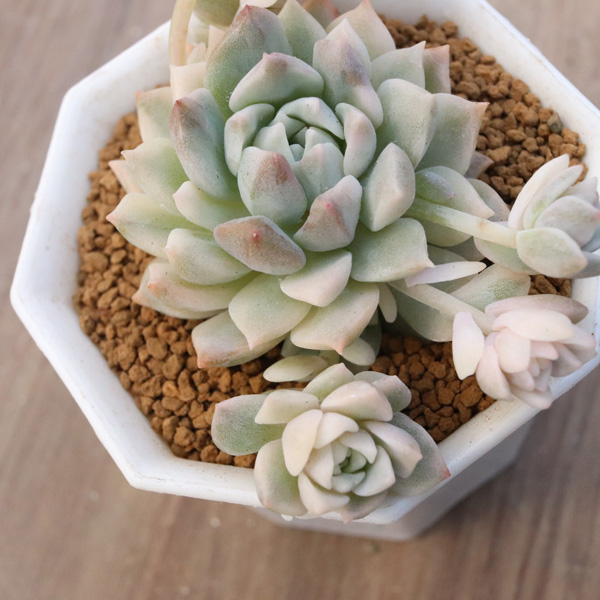 4_000000055454.jpg?resize=450,