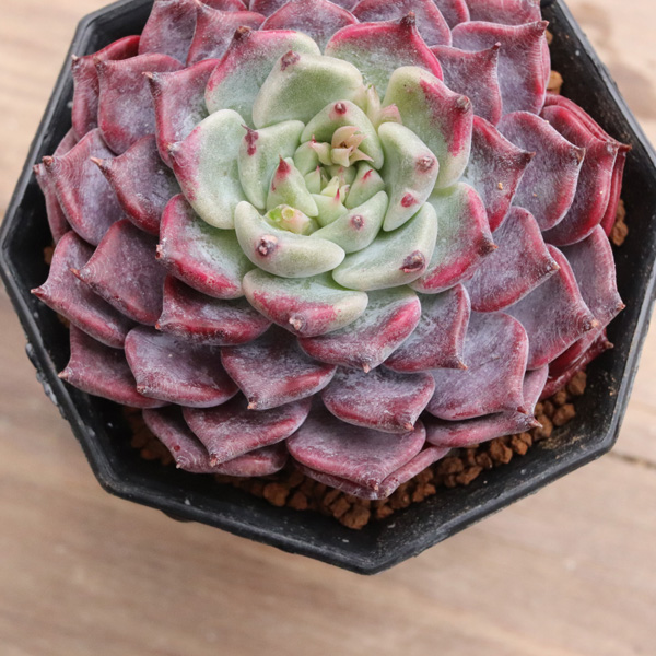 沙羅姫牡丹】の紹介ページ｜E-TANIKU（イータニク）