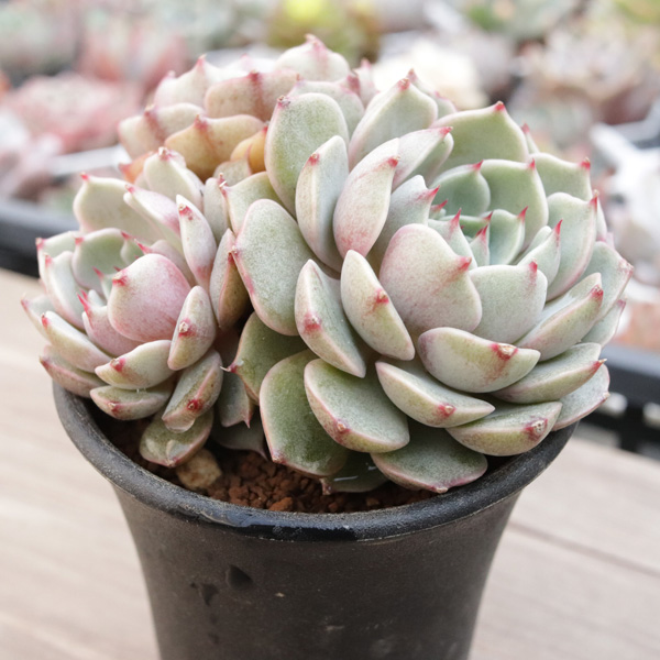 ベンバディス】の紹介ページ｜ E-TANIKU（イータニク）