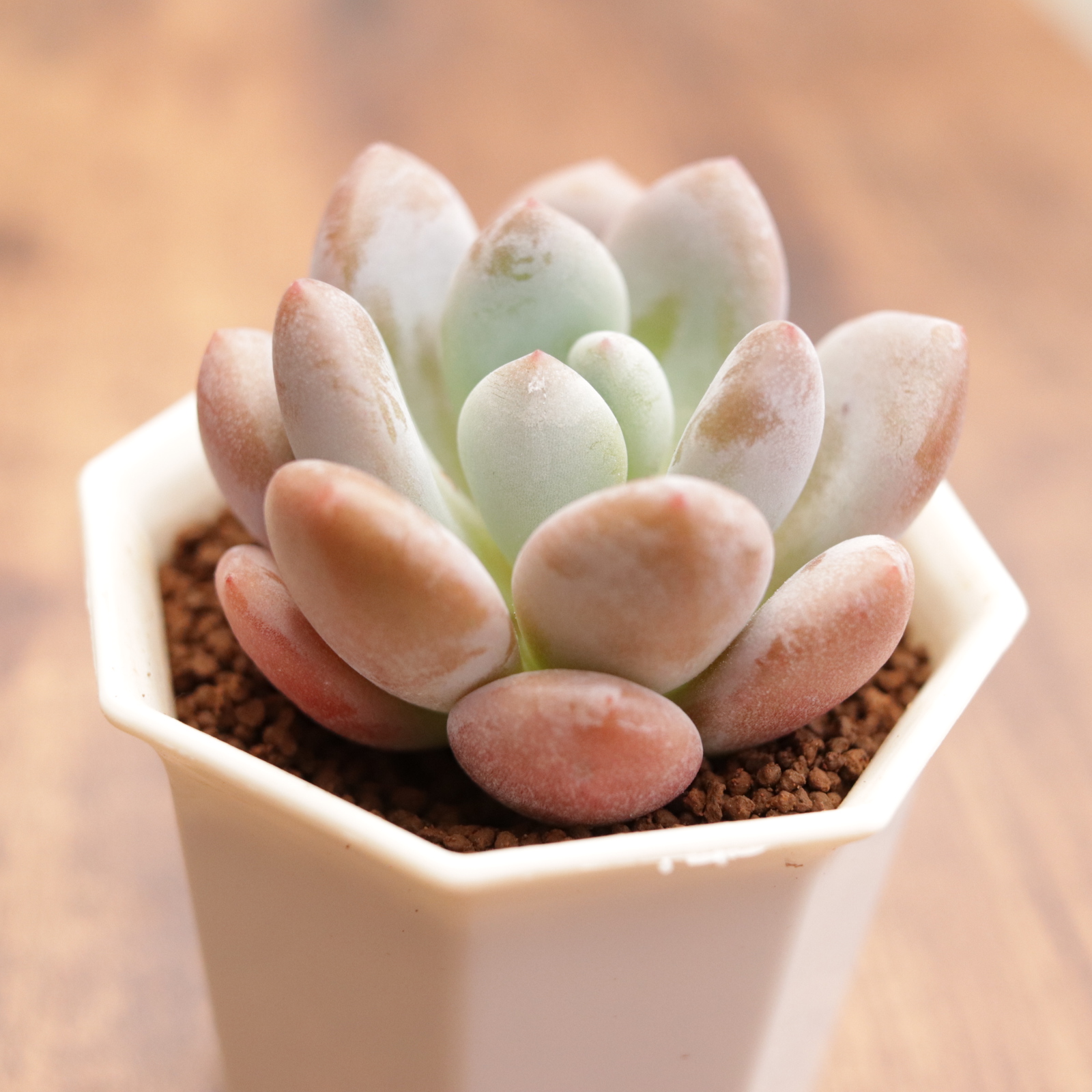 モンロークイーン】の紹介ページ｜E-TANIKU（イータニク）