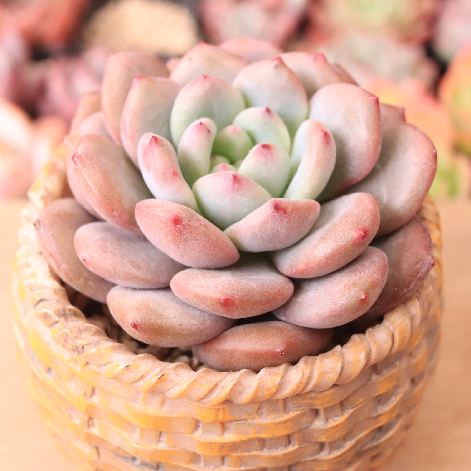 アリエル | E-TANIKU（イータニク）