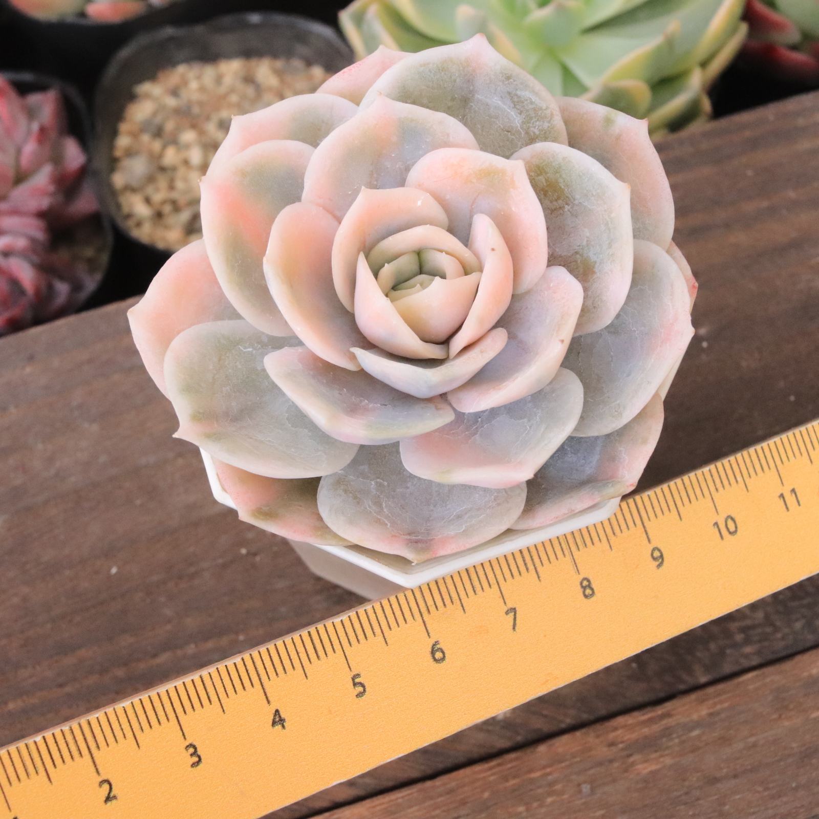 ブルーサプライズ錦 | E-TANIKU（イータニク）