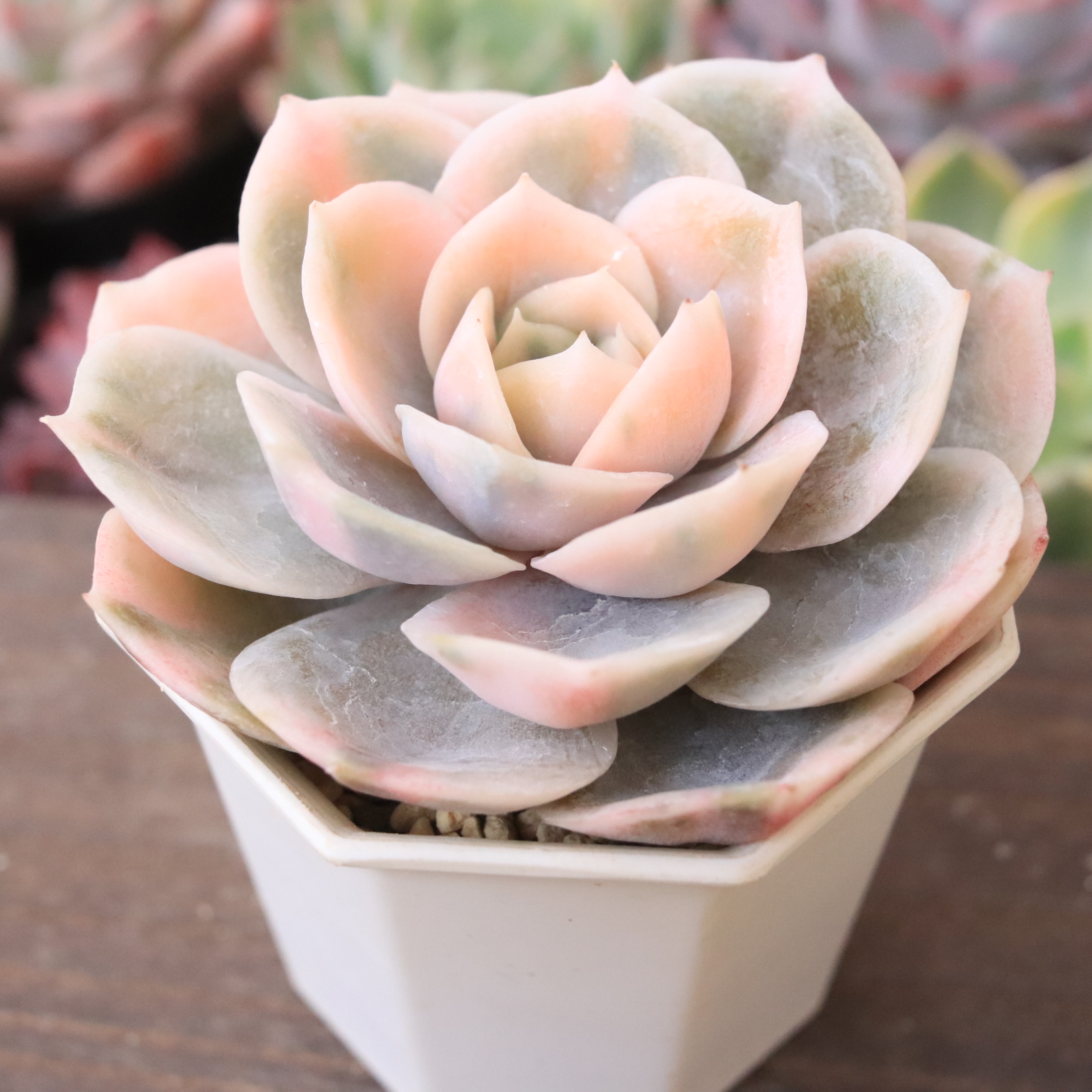 IMG_0313.jpg?fit=1600,1600&ssl=1