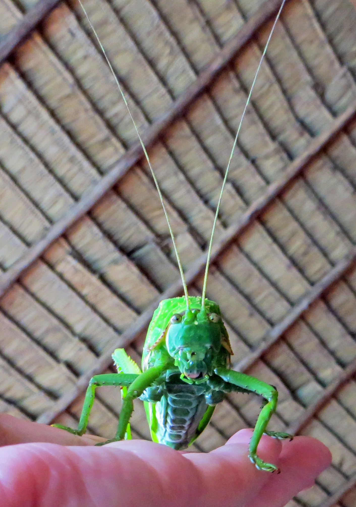 160928-coconut-grasshopper-1.