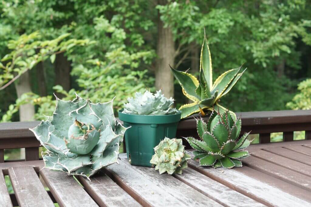 アガベの特徴・育て方｜ELBAZ FARM