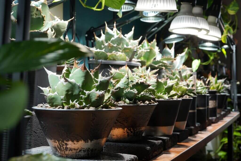 アガベ室内管理】サーキュレーターの必要性と当て方について｜ELBAZ FARM