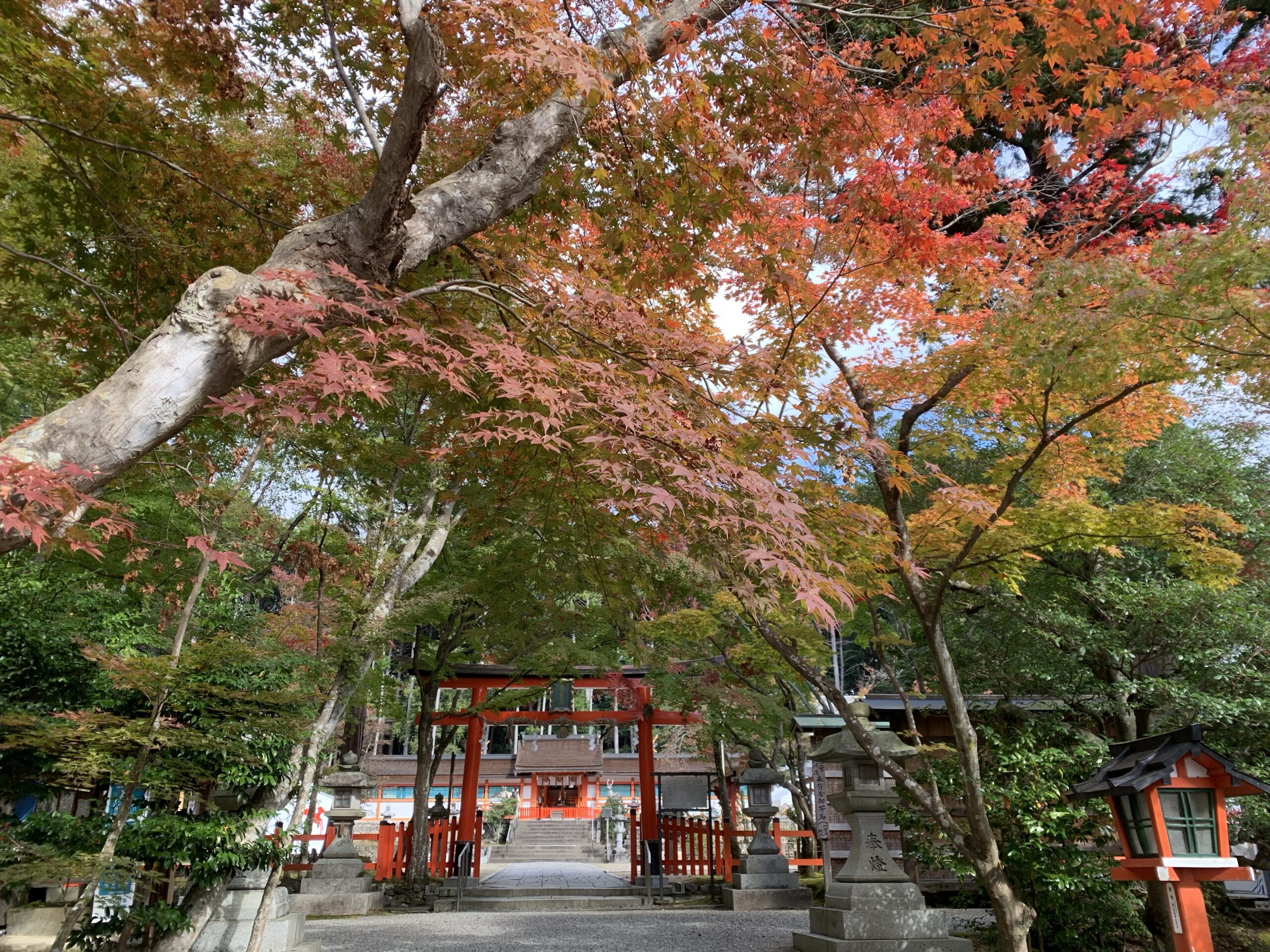 紅葉だより 三分の色づき – 大原野神社