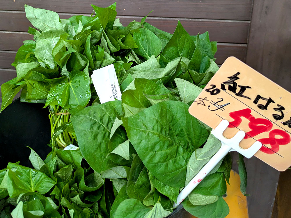 緑花木]サツマイモ苗が入荷しました！（紅はるか）（2025.5.6） | 道の