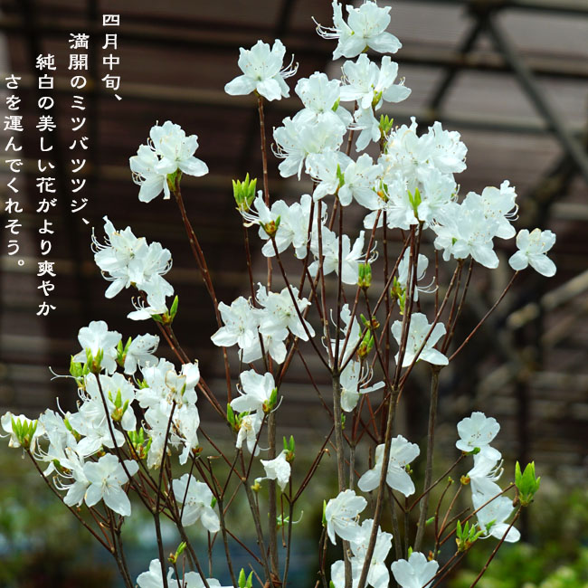 白花 ツツジ ミツバツツジの特徴と育て方 | 苗木部の部室 〜苗木、育て
