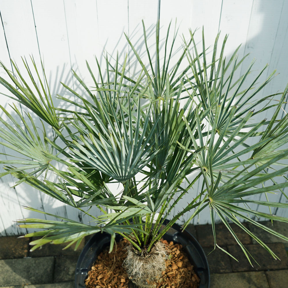 フミリス ヤシ チャメロプスの特徴と育て方 | 苗木部の部室 〜苗木