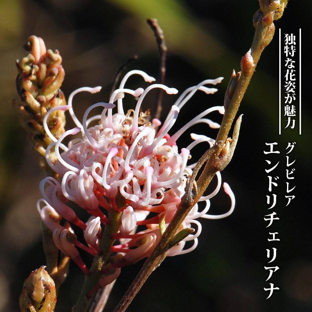 エンドリチェリアナ グレビレア の特徴と育て方 | 苗木部の部室 〜苗木