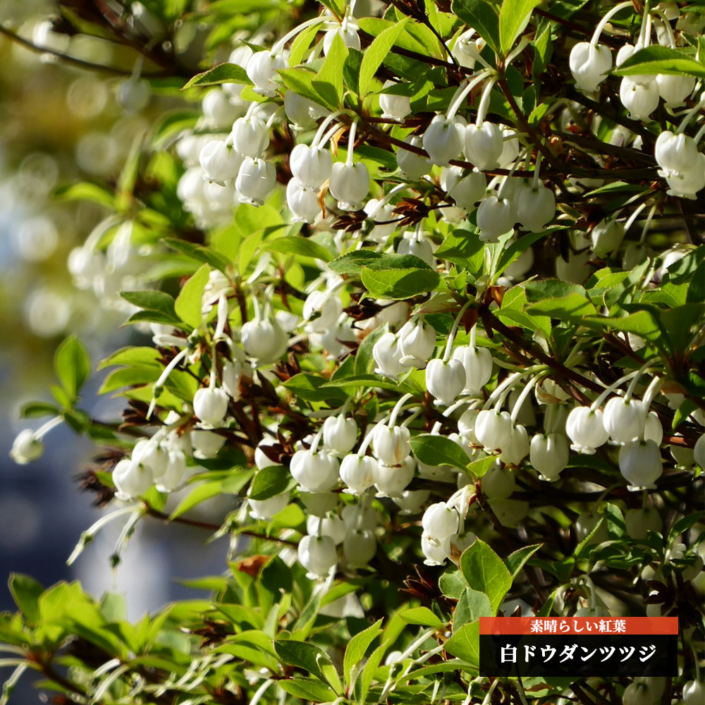 白ドウダン ツツジ ドウダンツツジの特徴と育て方 | 苗木部の部室