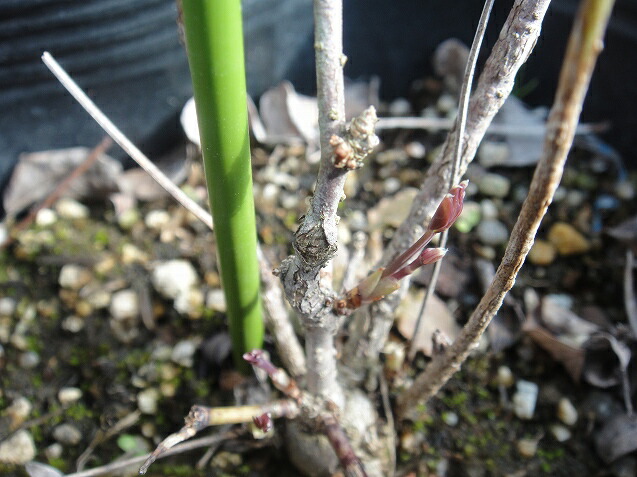 五葉アケビ アケビ の特徴と育て方 | 苗木部の部室 〜苗木、育てよう