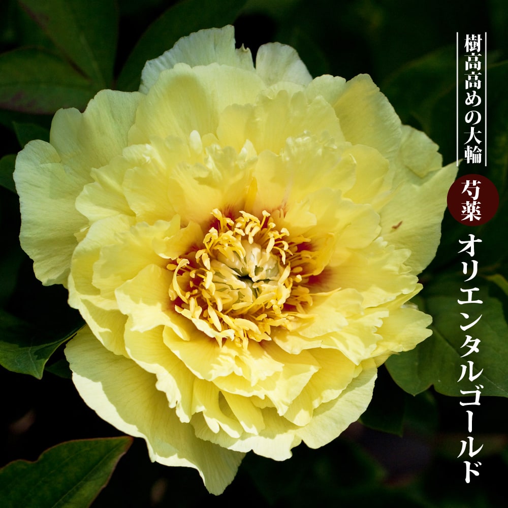 shakuyaku81_01.jpg?w=850&ssl=1