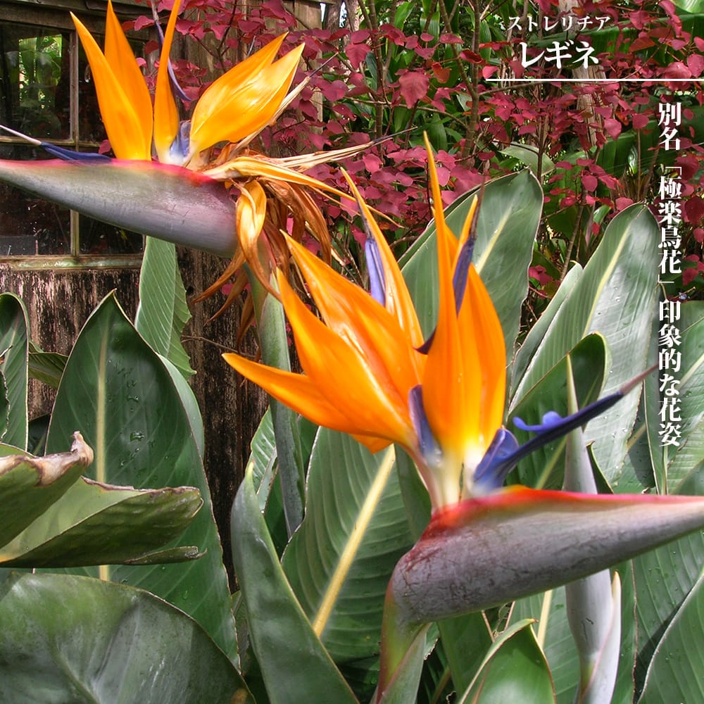 レギネ ストレリチア の特徴と育て方 kanyou-strelitzia02 | 苗木部の