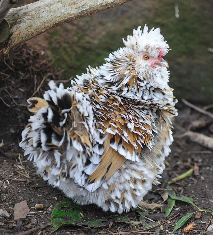 Bantam (Miniature) Chickens: Small, Quiet Egg Layers - Silver