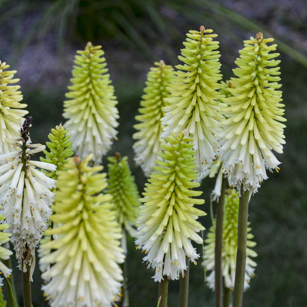 Kniphofia - Lady Luck Red Hot Poker - Sugar Creek Gardens Sugar