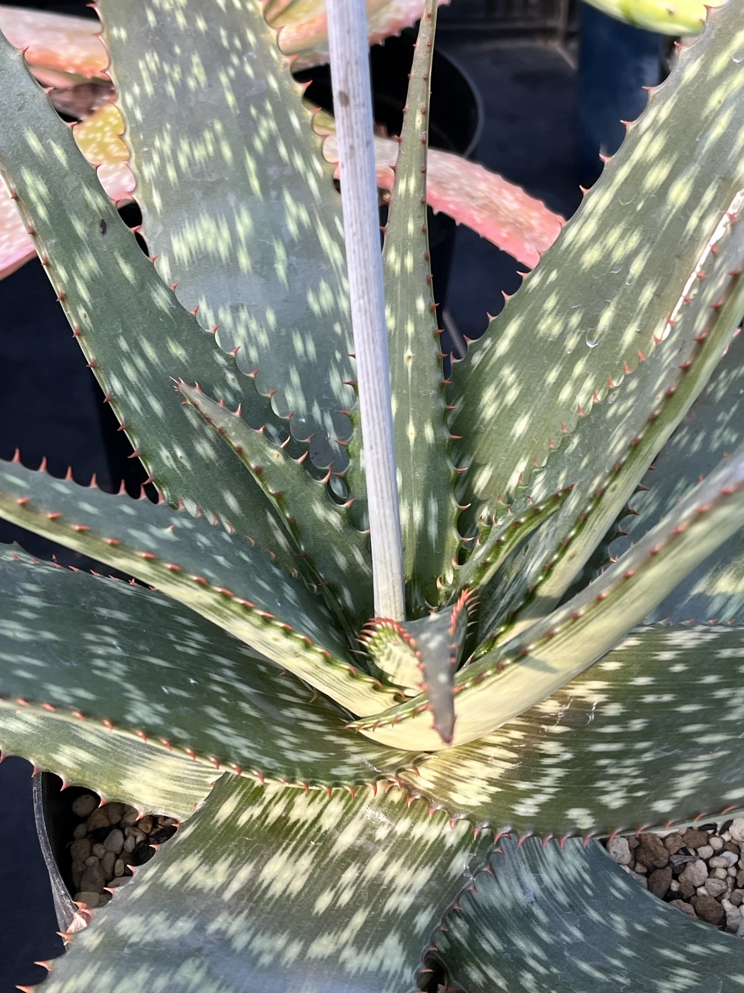 Aloe branddraaiensis（アロエ ブランドライエンシス） ｜ mokubaraya