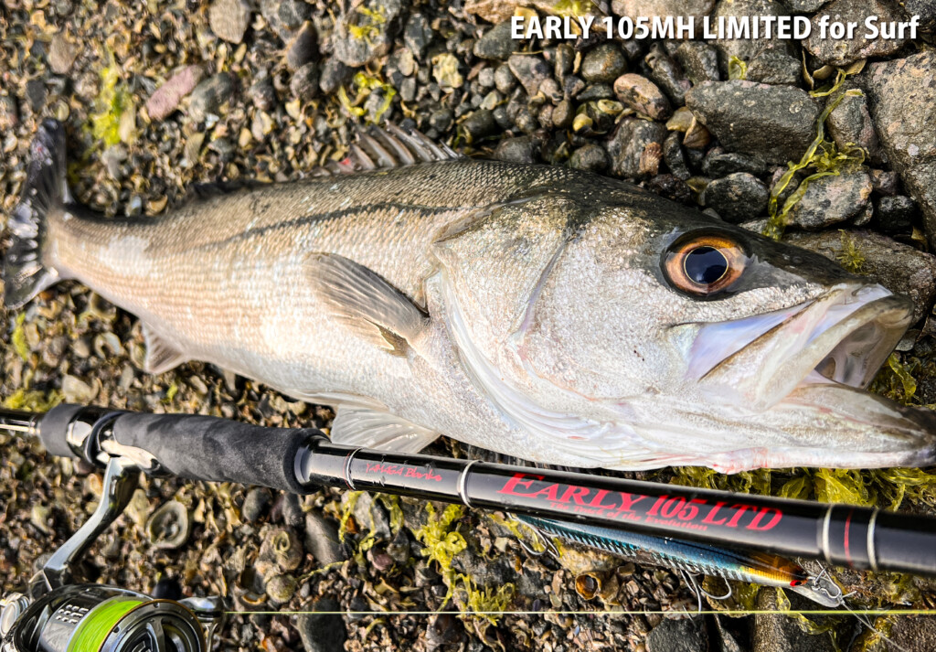 フラット～青物/汎用性の高さが魅力】再販間近！リミテッドの名を冠