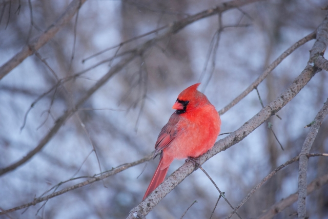 赤い羽の枢機卿、スポーツ界も愛するショウジョウコウカンチョウ
