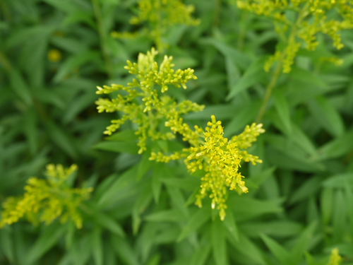 背高泡立草（セイタカアワダチソウ） キク科 – 宇奈月温泉 延楽