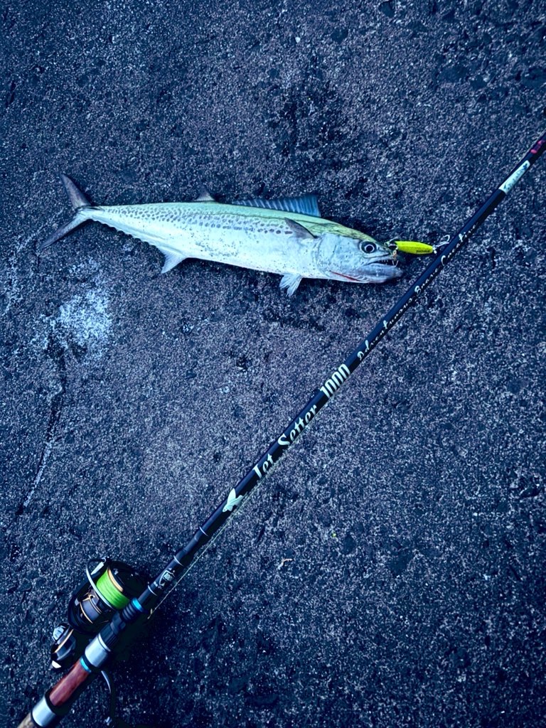 ジェットセッター インプレ】ツララの高級パックロッドでライト