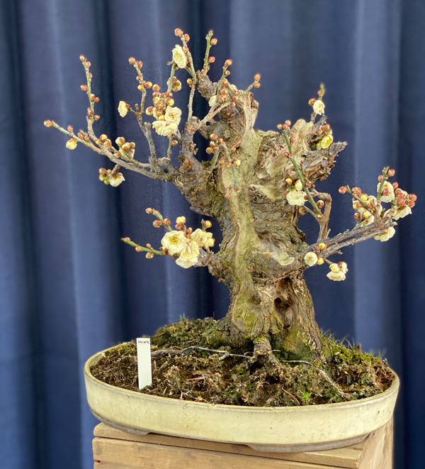 梅盆栽、梅らしく古木感を出すためには。梅の彫刻 – 盆栽Q