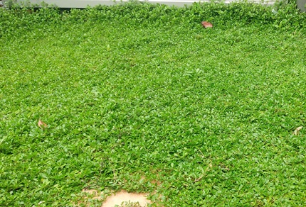 放置上等】ほぼ手入れ不要でよく育つ丈夫なグランドカバー5選