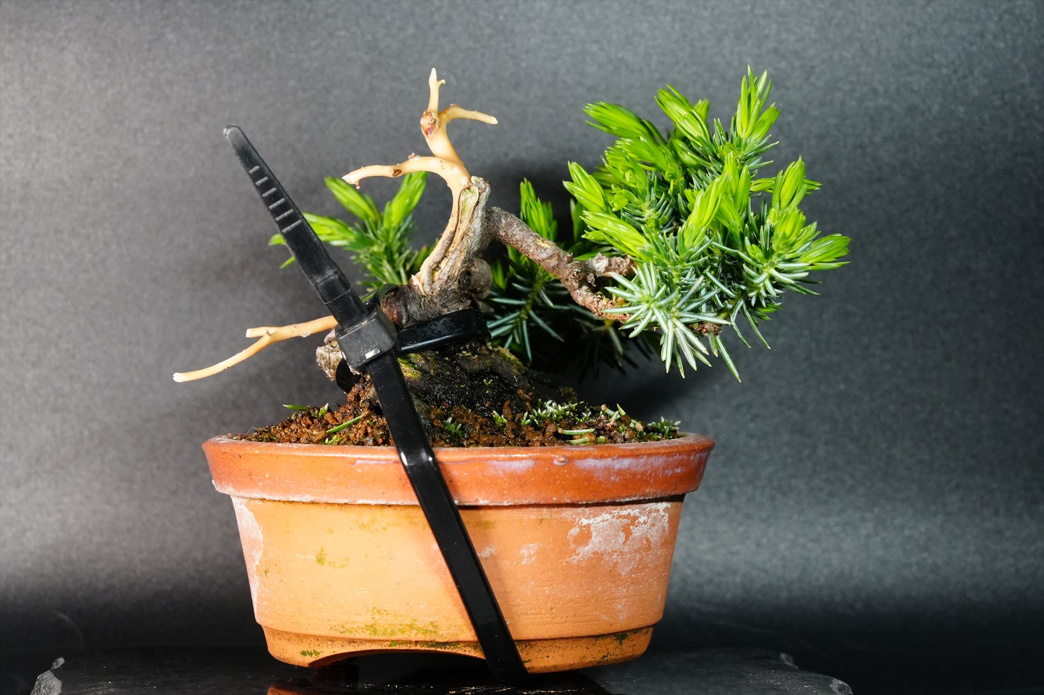 杜松 - 山と盆栽