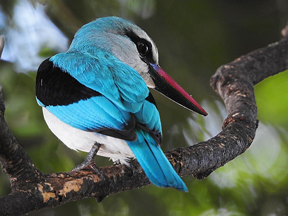 Nikon COOLPIX P900 美麗品 作例有 【公式通販】